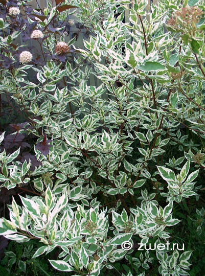  Sibirica variegata