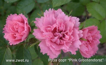 Роза сорт Pink Grootendorst