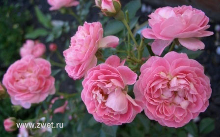 Фото плетистой розы