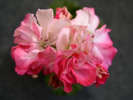 Пеларгония Dusty Rose