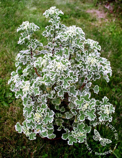 Пеларгония Сорт P. crispum variegatum