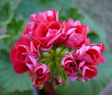  Pink Rambler Rosebud
